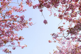 fleurs de cerisiers sur un fond de ciel